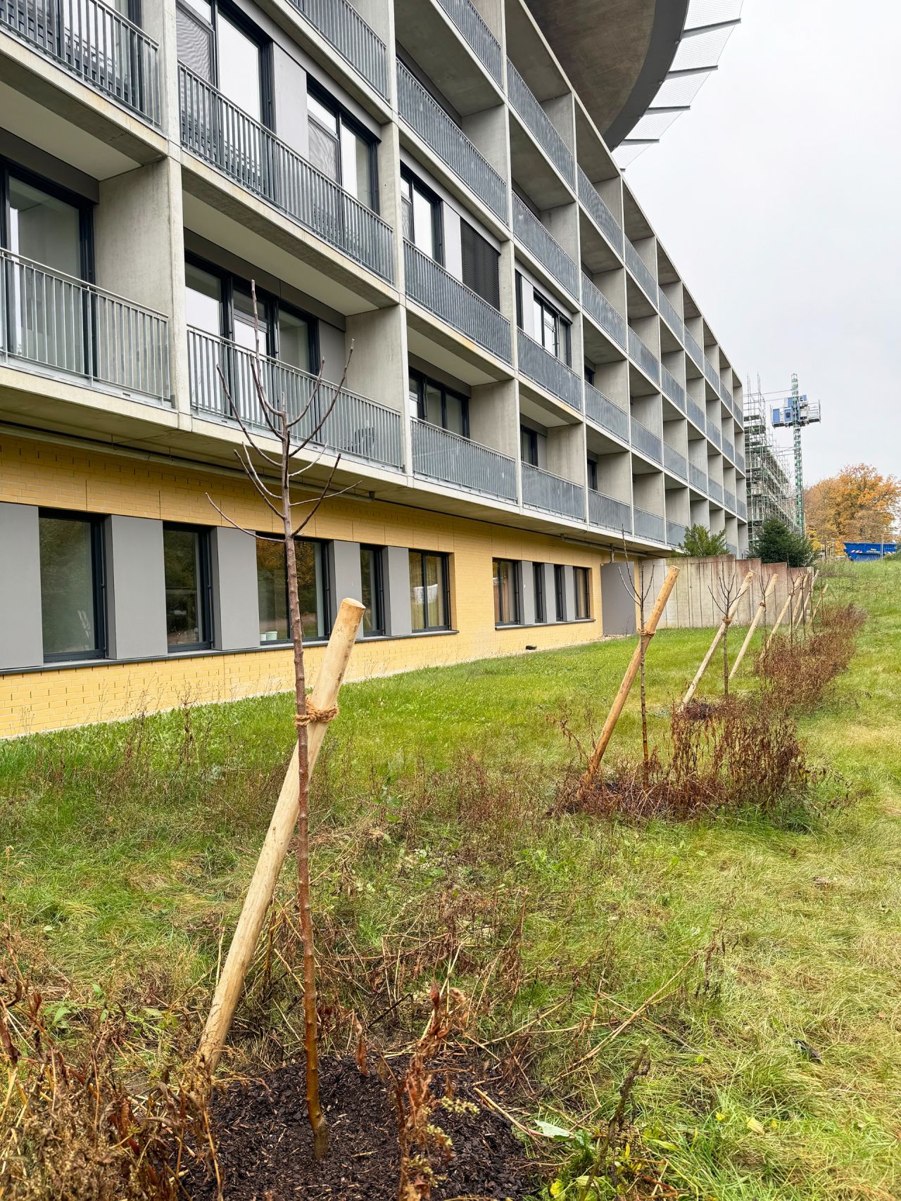 Zehn neu gepflanzte Apfelbäume 
auf der Westseite von Haus C am Klinikum Heidenheim
