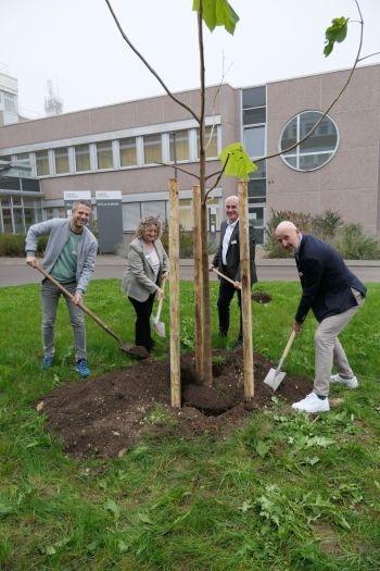 Die Krankenhausdirektion und der Nachhaltigkeitsmanager des Klinikums Heidenheim bei der Pflanzung eines Blauglo-ckenbaums am Haupteingang – ein neues grünes Zeichen auf dem Klinikgelände.